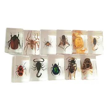Hmyzu Vzor Transparentné Živice Spider Jeseň Chrobák Scorpion Wasp Vzoriek Hexapod Stôl Zhodnotenie Výučby Príslušenstvo